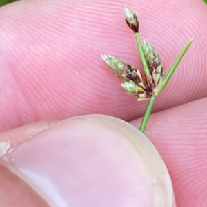 Isolepis sp. at Croajingolong National Park - 8 Dec 2023