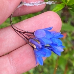 Billardiera fusiformis (Australian Bluebell) at Wingan River, VIC - 7 Dec 2023 by Tapirlord