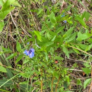 Billardiera fusiformis at Croajingolong National Park - 8 Dec 2023