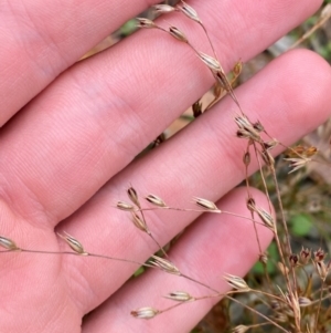 Juncus bufonius at Croajingolong National Park - 8 Dec 2023