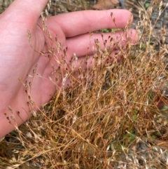 Juncus bufonius at Croajingolong National Park - 8 Dec 2023