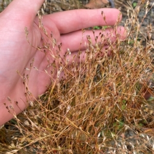 Juncus bufonius at Croajingolong National Park - 8 Dec 2023 07:42 AM