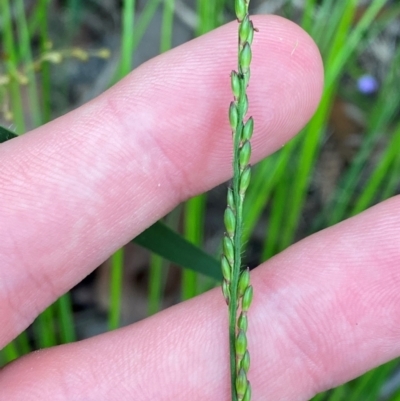 Entolasia stricta (Wiry Panic) at Croajingolong National Park - 8 Dec 2023 by Tapirlord