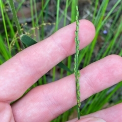 Entolasia stricta at Croajingolong National Park - 8 Dec 2023 07:42 AM