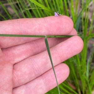 Entolasia stricta at Croajingolong National Park - 8 Dec 2023