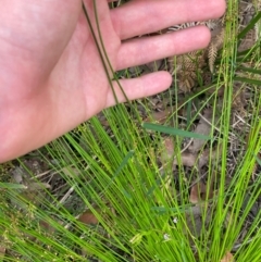 Entolasia stricta at Croajingolong National Park - 8 Dec 2023 07:42 AM