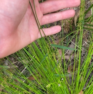 Entolasia stricta at Croajingolong National Park - 8 Dec 2023 07:42 AM