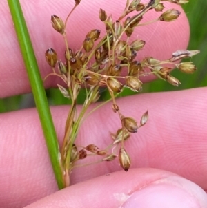 Juncus pauciflorus at Croajingolong National Park - 8 Dec 2023 07:42 AM