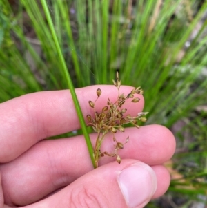 Juncus pauciflorus at Croajingolong National Park - 8 Dec 2023