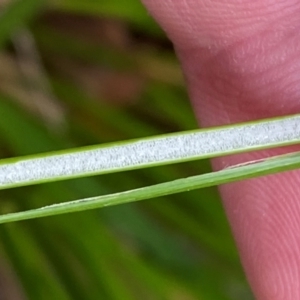 Juncus pauciflorus at Croajingolong National Park - 8 Dec 2023