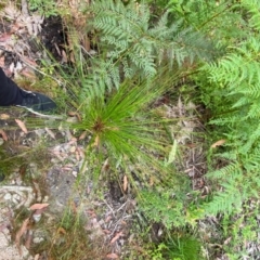 Juncus pauciflorus at Croajingolong National Park - 8 Dec 2023