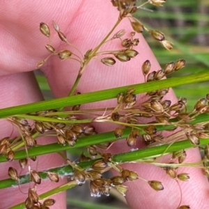 Juncus pauciflorus at Croajingolong National Park - 8 Dec 2023 07:42 AM