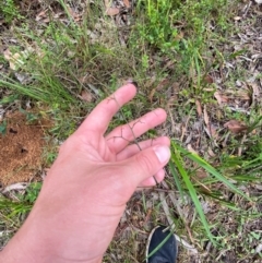 Dianella caerulea var. producta at Croajingolong National Park - 8 Dec 2023 07:41 AM