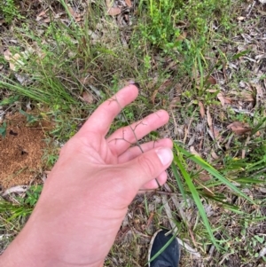 Dianella caerulea var. producta at Croajingolong National Park - 8 Dec 2023 07:41 AM
