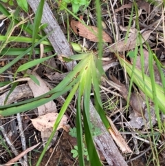 Dianella caerulea var. producta at Croajingolong National Park - 8 Dec 2023