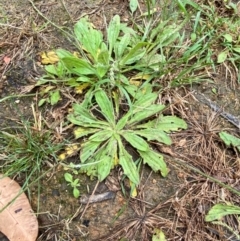 Plantago debilis (Shade Plantain) at Wingan River, VIC - 7 Dec 2023 by Tapirlord