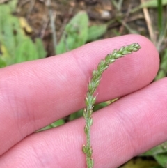 Plantago debilis at Croajingolong National Park - 8 Dec 2023