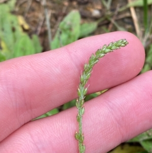 Plantago debilis at Croajingolong National Park - 8 Dec 2023 07:40 AM