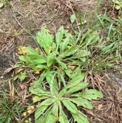 Plantago debilis at Croajingolong National Park - 8 Dec 2023 07:40 AM