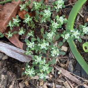 Poranthera microphylla at Croajingolong National Park - 8 Dec 2023