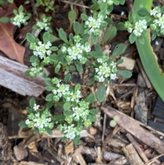 Poranthera microphylla at Croajingolong National Park - 8 Dec 2023