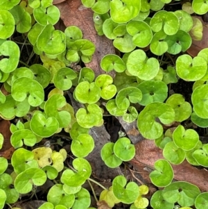 Dichondra repens at Croajingolong National Park - 8 Dec 2023 07:33 AM