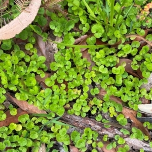 Dichondra repens at Croajingolong National Park - 8 Dec 2023 07:33 AM