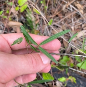 Glycine clandestina at Croajingolong National Park - 8 Dec 2023