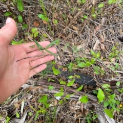 Glycine clandestina at Croajingolong National Park - 8 Dec 2023