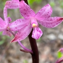 Dipodium roseum (Rosy Hyacinth Orchid) at Wingan River, VIC - 7 Dec 2023 by Tapirlord