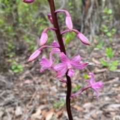 Dipodium roseum at Croajingolong National Park - suppressed