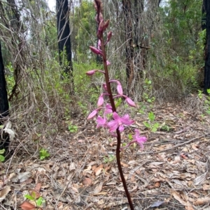 Dipodium roseum at Croajingolong National Park - suppressed