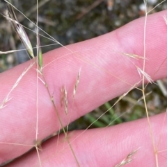 Lachnagrostis filiformis (Blown Grass) at Wingan River, VIC - 7 Dec 2023 by Tapirlord