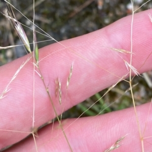 Lachnagrostis filiformis at Croajingolong National Park - 8 Dec 2023