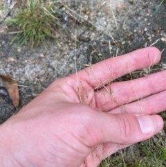 Lachnagrostis filiformis at Croajingolong National Park - 8 Dec 2023