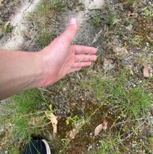 Lachnagrostis filiformis at Croajingolong National Park - 8 Dec 2023