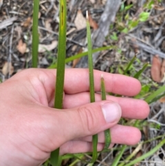 Lomandra multiflora (Many-flowered Matrush) at Wingan River, VIC - 7 Dec 2023 by Tapirlord