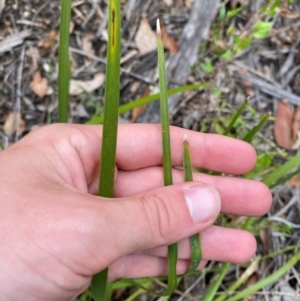 Lomandra multiflora at Croajingolong National Park - 8 Dec 2023