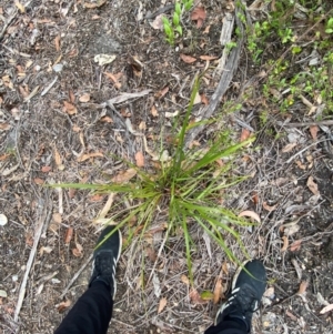 Lomandra multiflora at Croajingolong National Park - 8 Dec 2023 07:31 AM