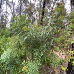 Polyscias sambucifolia subsp. Long leaflets (P.G.Neish 208) Vic. Herbarium at Croajingolong National Park - 8 Dec 2023