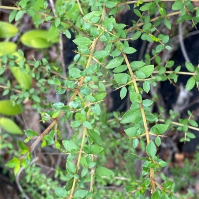 Coprosma quadrifida (Prickly Currant Bush, Native Currant) at Croajingolong National Park - 7 Dec 2023 by Tapirlord