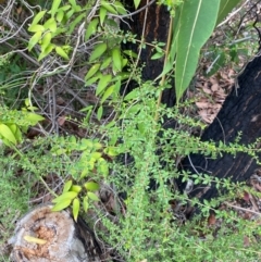 Coprosma quadrifida at Croajingolong National Park - 8 Dec 2023 07:29 AM