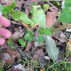 Pelargonium inodorum at Croajingolong National Park - 8 Dec 2023