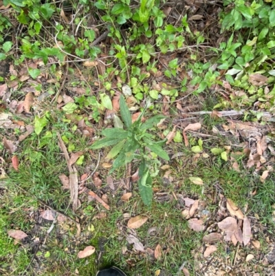 Senecio minimus (Shrubby Fireweed) at Croajingolong National Park - 7 Dec 2023 by Tapirlord