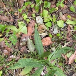 Senecio minimus at Croajingolong National Park - 8 Dec 2023 07:29 AM