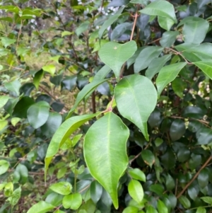 Syzygium smithii at Croajingolong National Park - 8 Dec 2023 07:29 AM