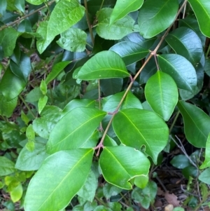 Syzygium smithii at Croajingolong National Park - 8 Dec 2023 07:29 AM