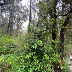 Syzygium smithii at Croajingolong National Park - 8 Dec 2023