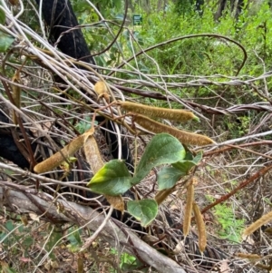 Kennedia rubicunda at Croajingolong National Park - 8 Dec 2023