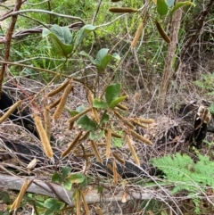 Kennedia rubicunda at Croajingolong National Park - 8 Dec 2023